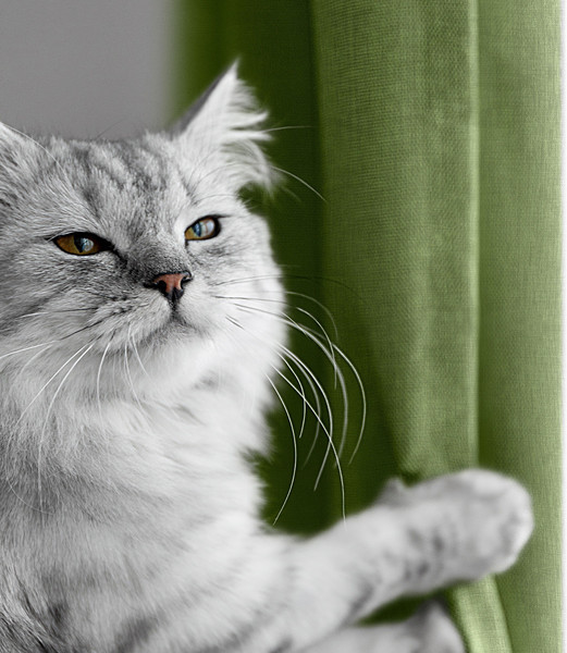 Изображение товара Комплект штор Волшебная ночь Рогожка 200x270см / 920765 (киви, 2шт)