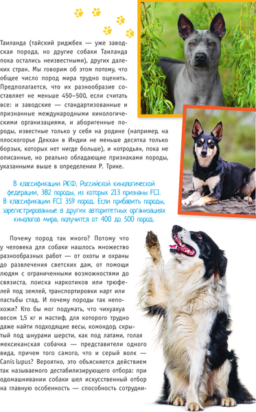 Изображение товара Энциклопедия АСТ Породы собак. Определитель, полумягкая обложка (Михальская Анна)