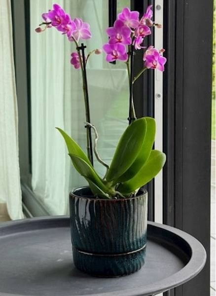 Изображение товара Вазон Polnix 07.150.13 (зеленый)