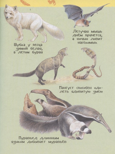 Изображение товара Энциклопедия Росмэн Дикие животные. Для детского сада (9785353114680)