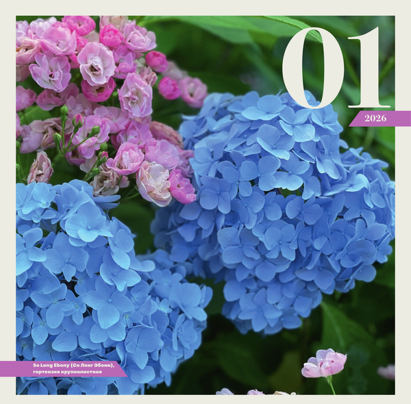 Изображение товара Календарь настенный АСТ Гортензии. 2026 год (Неелова Светлана 9785171769185)