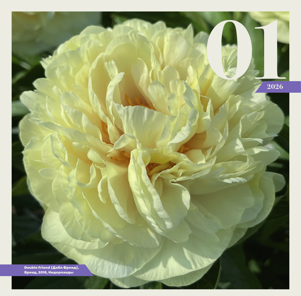 Изображение товара Календарь настенный АСТ Пионы. 2026 год (Аристархова Любовь 9785171658861)