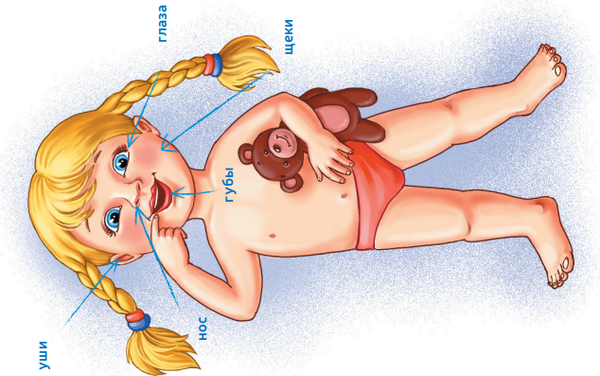 Изображение товара Учебное пособие Детство-Пресс Формирование представлений о себе и своем теле, мягкая обложка