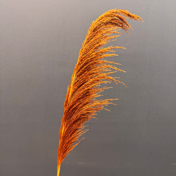 Изображение товара Сухоцвет Sofi de Marko Пампасная трава 130-140см СХЦ-0002-140коф (кофейный)