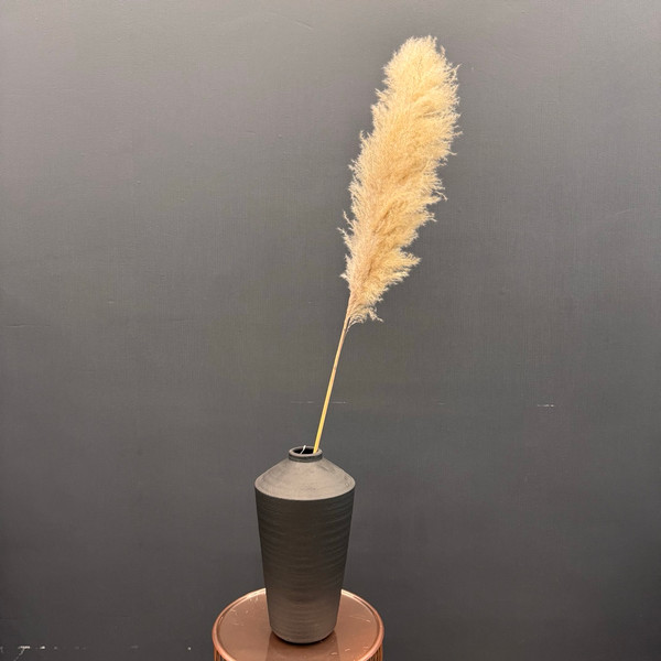 Изображение товара Сухоцвет Sofi de Marko Пампасная трава 140-150см СХЦ-0001-150 (кремовый)
