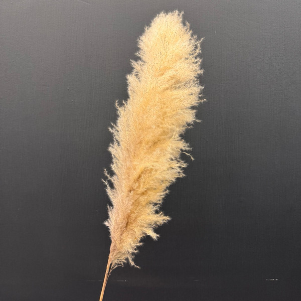 Изображение товара Сухоцвет Sofi de Marko Пампасная трава 140-150см СХЦ-0001-150 (кремовый)
