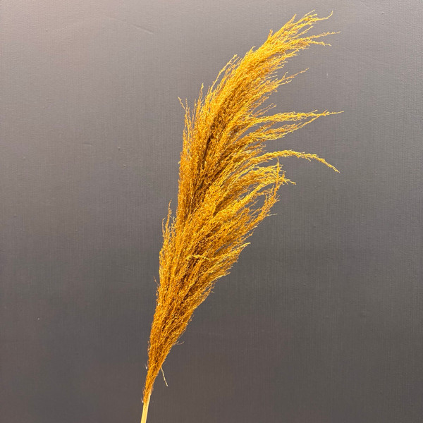 Изображение товара Сухоцвет Sofi de Marko Пампасная трава 130-140см СХЦ-0002-140ол (оливковый)