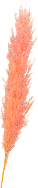 Изображение товара Сухоцвет Sofi de Marko Пампасная трава 140-150см СХЦ-0001-150роз (розовый)