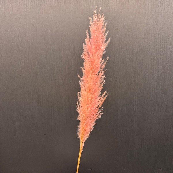 Изображение товара Сухоцвет Sofi de Marko Пампасная трава 140-150см СХЦ-0001-150роз (розовый)