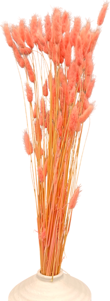 Изображение товара Букет из сухоцветов Sofi de Marko Сухоцвет 75см СХЦ-0004-75роз (коралловый)