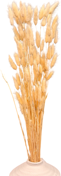 Изображение товара Букет из сухоцветов Sofi de Marko Сухоцвет 75см СХЦ-0004-75крем (кремовый)