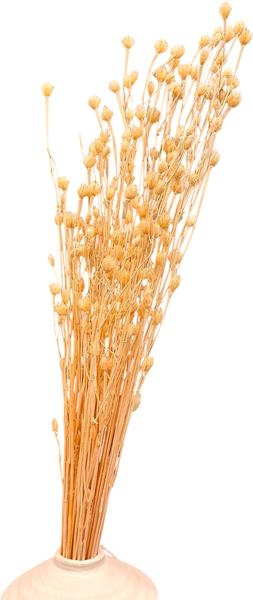 Изображение товара Букет из сухоцветов Sofi de Marko Сухоцвет-ветка 70-80см СХЦ-0023-80 (кремовый)