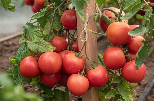 Изображение товара Семена Агрофирма Партнер Томат Лимеренс F1 (0.1г)