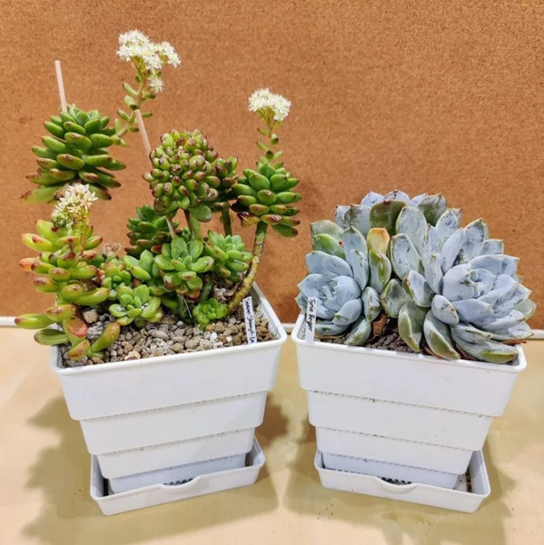 Изображение товара Вазон BOTANICA Air для кактусов и суккулентов (10x9.6см, с поддоном, белый)