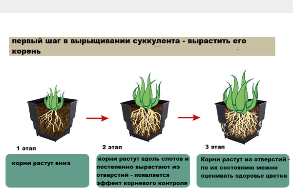 Изображение товара Вазон BOTANICA Air для кактусов и суккулентов (10x9.6см, с поддоном, белый)