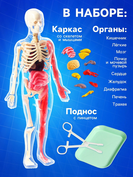 Изображение товара Научная игра Эврики Строение тела / 10690583