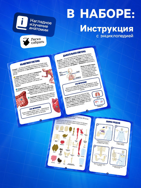 Изображение товара Научная игра Эврики Строение тела / 10690583