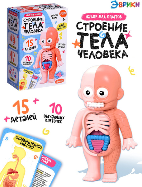 Изображение товара Научная игра Эврики Строение тела человека / 10726351