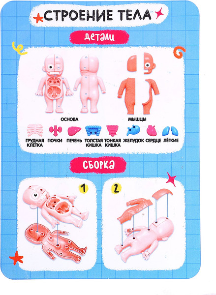 Изображение товара Научная игра Эврики Строение тела человека / 10726351