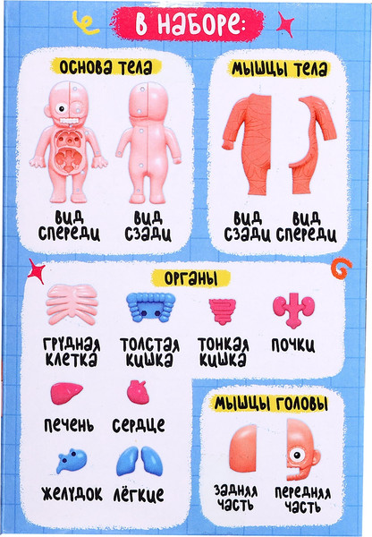 Изображение товара Научная игра Эврики Строение тела человека / 10726351