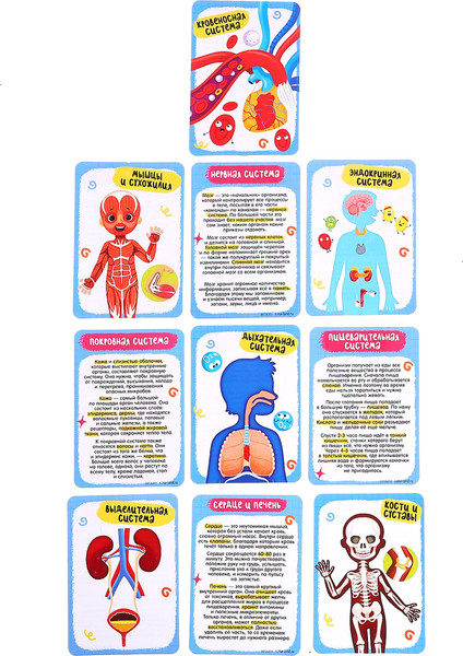 Изображение товара Научная игра Эврики Строение тела человека / 10726351