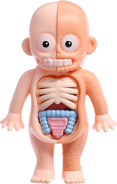 Изображение товара Научная игра Эврики Строение тела человека / 10726351