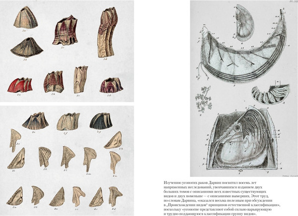 Изображение товара Книга Азбука Происхождение видов путем естественного отбора, твердая обложка (Дарвин Чарлз)