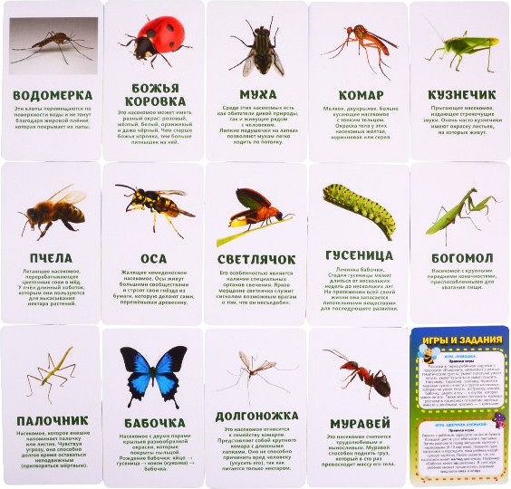 Изображение товара Развивающие карточки Улыбка Насекомые, моллюски, многоножки, членистоногие (4607929349195)