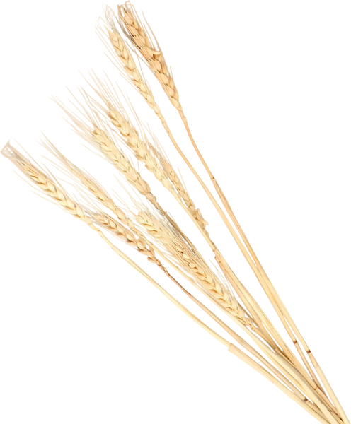 Изображение товара Сухоцвет No Brand 7081242 (бежевый)