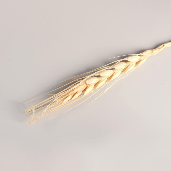 Изображение товара Сухоцвет No Brand 7081242 (бежевый)