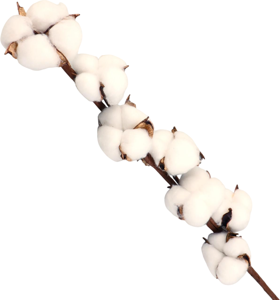 Изображение товара Сухоцвет No Brand Хлопок / 7081247 (70х5см)