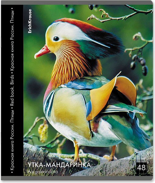 Изображение товара Тетрадь Erich Krause Энциклопедия, Красная книга России. Птицы / 59968 (48л, клетка)
