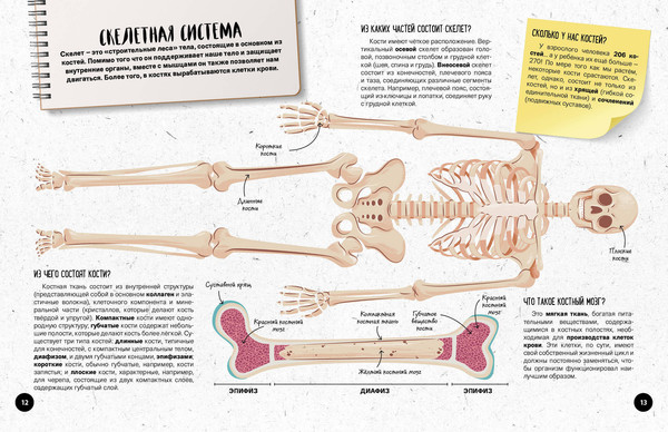 Изображение товара Энциклопедия Эксмо Что? Как? Почему? Мои первые знания про тело человека