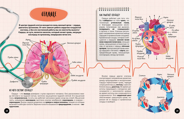 Изображение товара Энциклопедия Эксмо Что? Как? Почему? Мои первые знания про тело человека