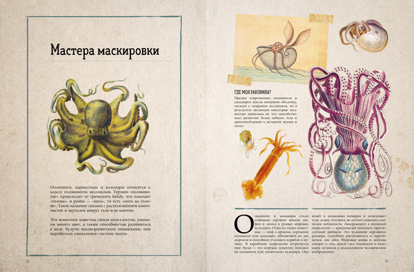 Изображение товара Энциклопедия CLEVER Удивительные энциклопедии. Морские сокровища, твердая обложка (Сория Кармен)