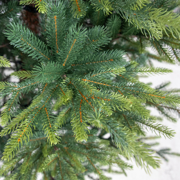 Изображение товара Ель искусственная National Tree Company Версальская 210см / NWPE-LV210