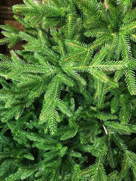 Изображение товара Ель искусственная National Tree Company Авелина 180см / АВ-180