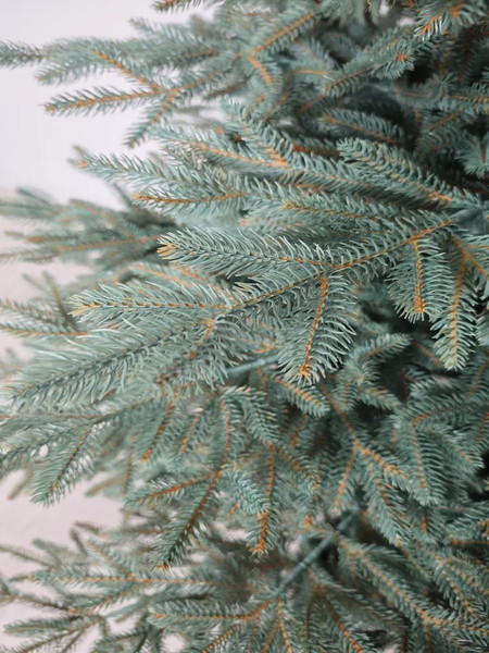 Изображение товара Ель искусственная National Tree Company Рождественская Премиум 210см / РД/ПР-ГЛ-210 (голубой)