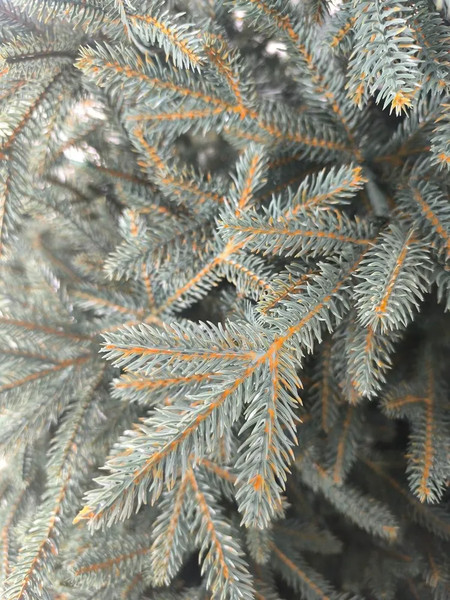 Изображение товара Ель искусственная National Tree Company Рождественская Премиум 210см / РД/ПР-ГЛ-210 (голубой)