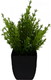 Миниатюра изображения товара Искусственное растение Sundays Home Мини / BC10133 (19см)