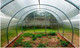Миниатюра изображения товара Теплица Садовод Элит-40 0.55кг/м2 (8м, с поликарбонатом)