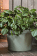 Миниатюра изображения товара Кашпо Gardenplast Фикус 20 / 00250 (шалфей)