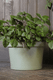 Миниатюра изображения товара Кашпо Gardenplast Фикус 20 / 00250 (шалфей)