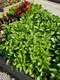 Миниатюра изображения товара Набор семян Агрофирма Партнер Базилик овощной серия. Букет Прованса Мистер Грин (2шт)