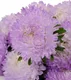 Миниатюра изображения товара Набор семян цветов Агрофирма Партнер Астра китайская Зачарованная (2шт)
