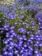 Миниатюра изображения товара Набор семян цветов Агрофирма Партнер Лобелия каскадная Ривьера Блу Ай (2шт)