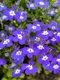 Миниатюра изображения товара Набор семян цветов Агрофирма Партнер Лобелия каскадная Ривьера Блу Ай (2шт)