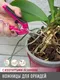 Миниатюра изображения товара Садовые ножницы механические Garden Show для орхидей с изогнутыми лезвиями h16.5