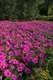 Миниатюра изображения товара Набор семян цветов Агрофирма Партнер Петуния F1 Изи Вэйв Неон Роуз F1 (2шт)