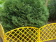 Миниатюра изображения товара Изгородь декоративная Gardenplast Romanika (желтый)